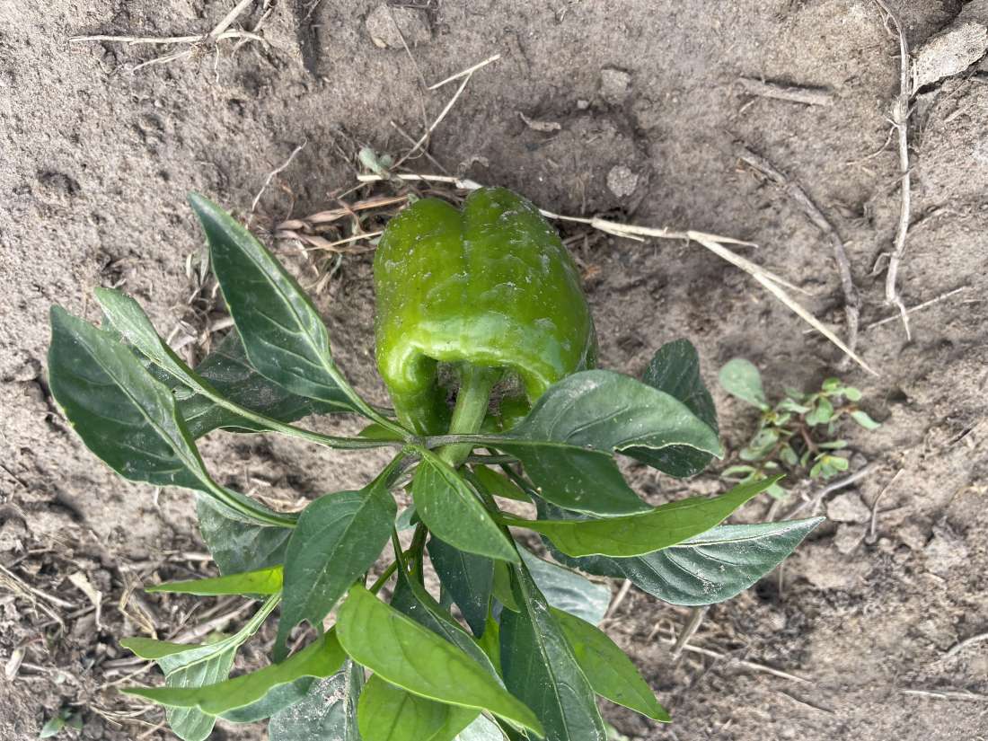 Pepper